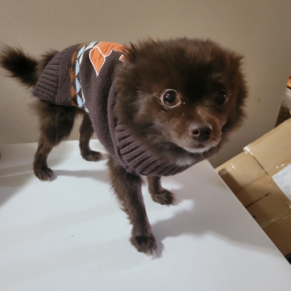Live Love Bark Small Dog Sweater - Picture 9 of 9